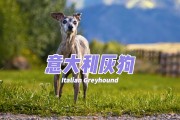 灰狗起名叫什么名字好_(灰狗起名叫什么名字好听)