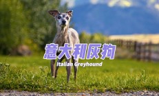 灰狗起名叫什么名字好_(灰狗起名叫什么名字好听)