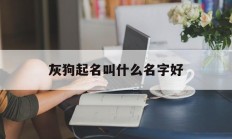 灰狗起名叫什么名字好_(灰色狗取名招财吉利名字)