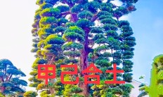 甲木命男养什么植物_(甲木命适合什么行业男人)