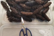 梦见锅里有许多海参_(梦到海参意味着什么周公解梦)