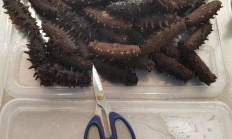 梦见锅里有许多海参_(梦到海参意味着什么周公解梦)