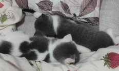 午睡梦见白色的猫咪_(做梦梦到白色猫咪什么预兆)