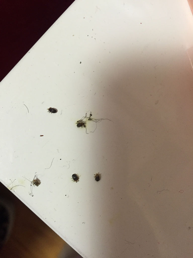 梦见狗虱子在身上爬(梦见狗虱子在身上爬着)