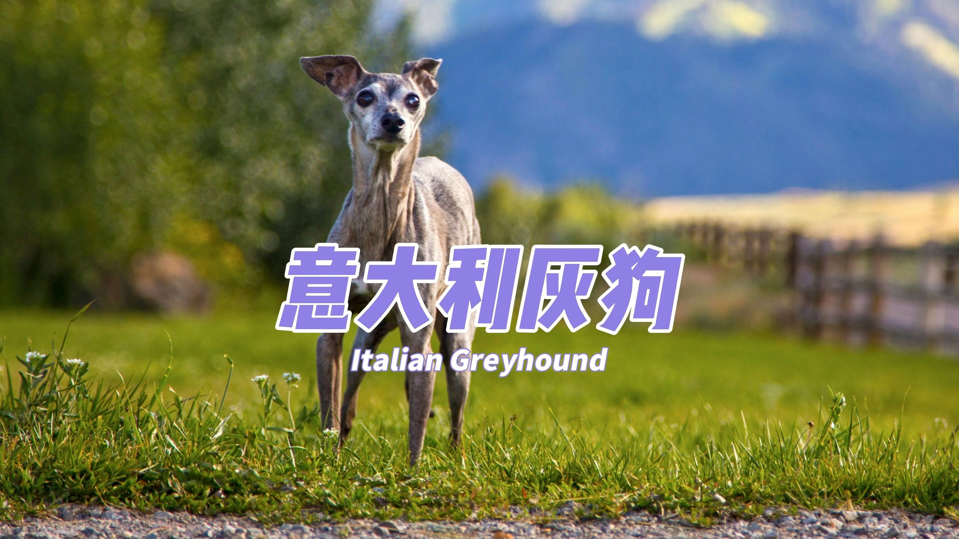 灰狗起名叫什么名字好_(灰狗起名叫什么名字好听)