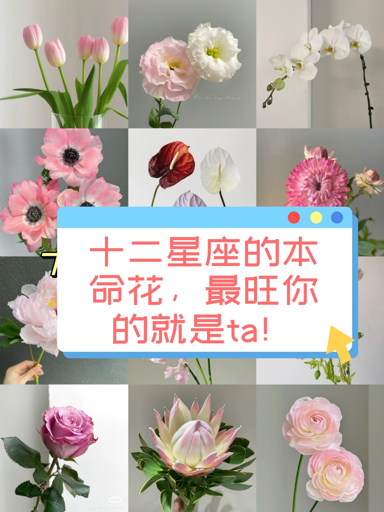 处女座最喜欢哪种玫瑰_(处女座喜欢什么颜色的花)