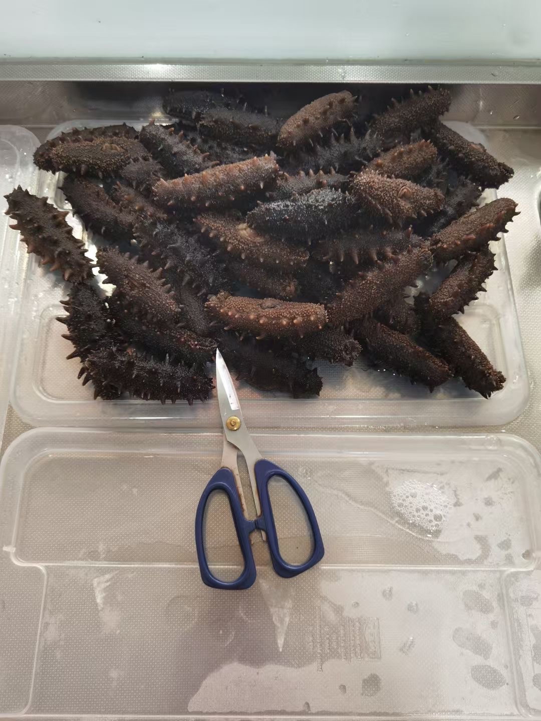 梦见锅里有许多海参_(梦到海参意味着什么周公解梦)
