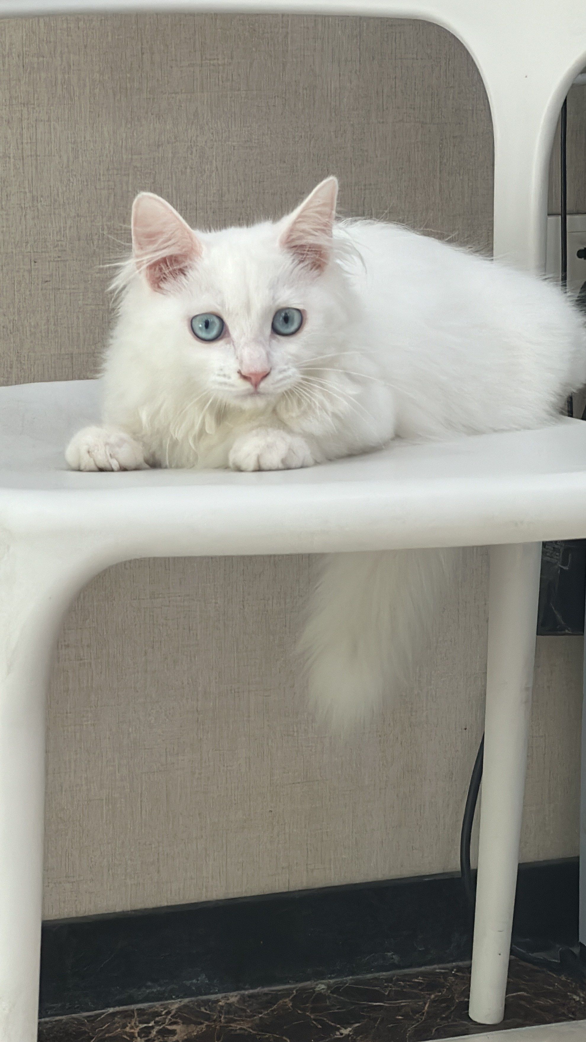 午睡梦见白色的猫咪_(做梦梦到白色猫咪什么预兆)